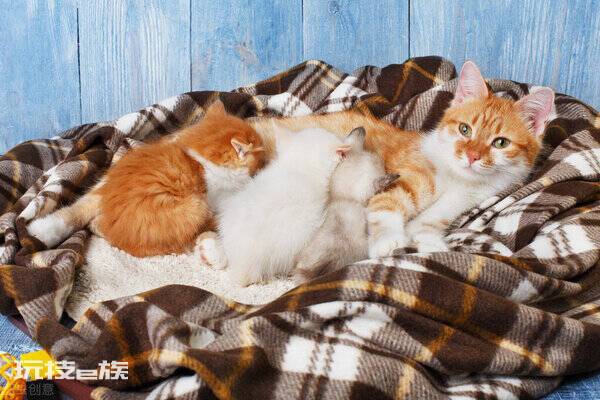 公猫贵还是母猫贵(养公猫和养母猫的六个不同点的建议)-图片6